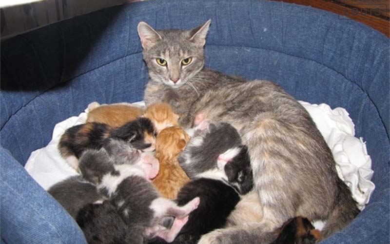 chăm sóc mèo mang thai