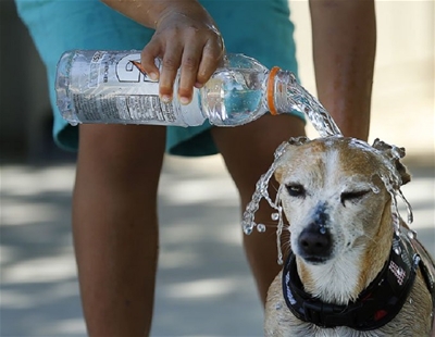 Giải cứu thú cưng khỏi mùa hè nóng cùng LouisforPet
