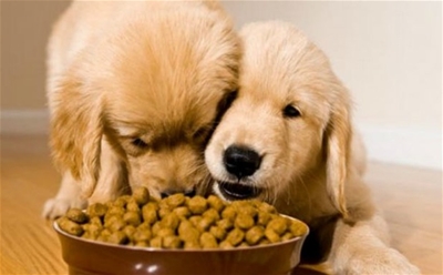 6 điều về thức ăn cho chó 