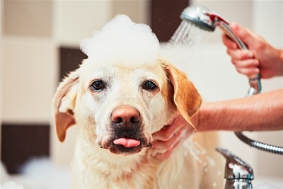 Những yếu tố nào ảnh hưởng đến việc tắm cho chú chó cưng của bạn?