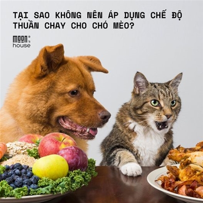 Tại sao không nên áp dụng chế độ ăn thuần chay cho chó mèo