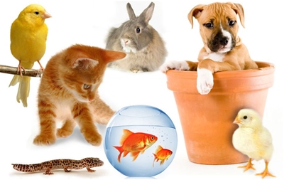 Một số loài vật phù hợp để chọn nuôi làm thú cưng