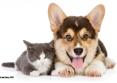  5 LÝ DO BẠN NÊN ĐỔI THỨC ĂN CHO THÚ CƯNG CỦA MÌNH 