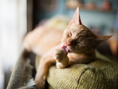 Bật mí 15 lý do khiến bạn nhất định phải sở hữu một bé mèo