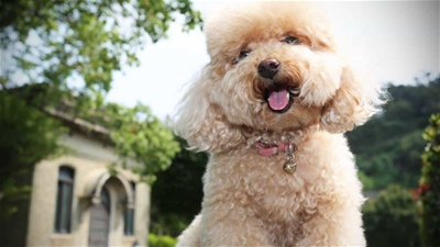 KHỬ MÙI HÔI CHO POODLE CHỈ VỚI 7 BƯỚC ĐƠN GIẢN 