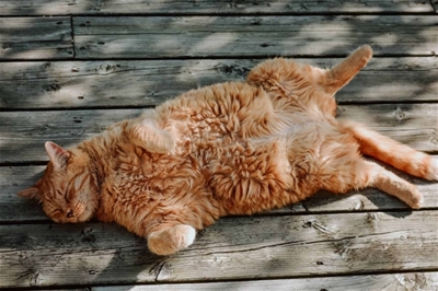 Chó Mèo thích tắm nắng do đâu? 5 lý do cần thiết lý giải điều này!