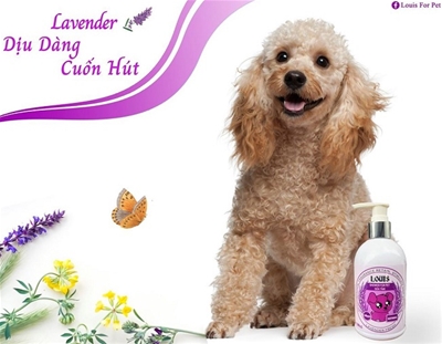 Sữa tắm Louis For Pet Lavender – Bảo bối cho bộ lông của thú cưng
