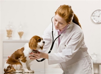 Một số bệnh ở thú cưng bạn cần lưu ý khi chăm sóc tốt cho các boss của mình