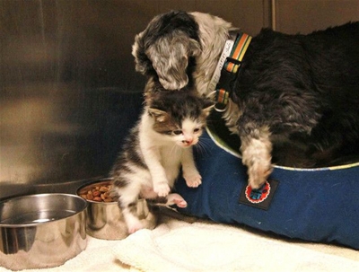 Cô chó hoang nhận mèo làm con nuôi chạm tới trái tim tất cả mọi người